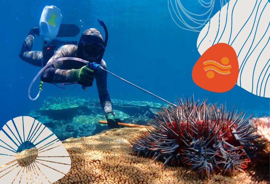 What is Crown-of-Thorns Starfish (COTS) Control Program