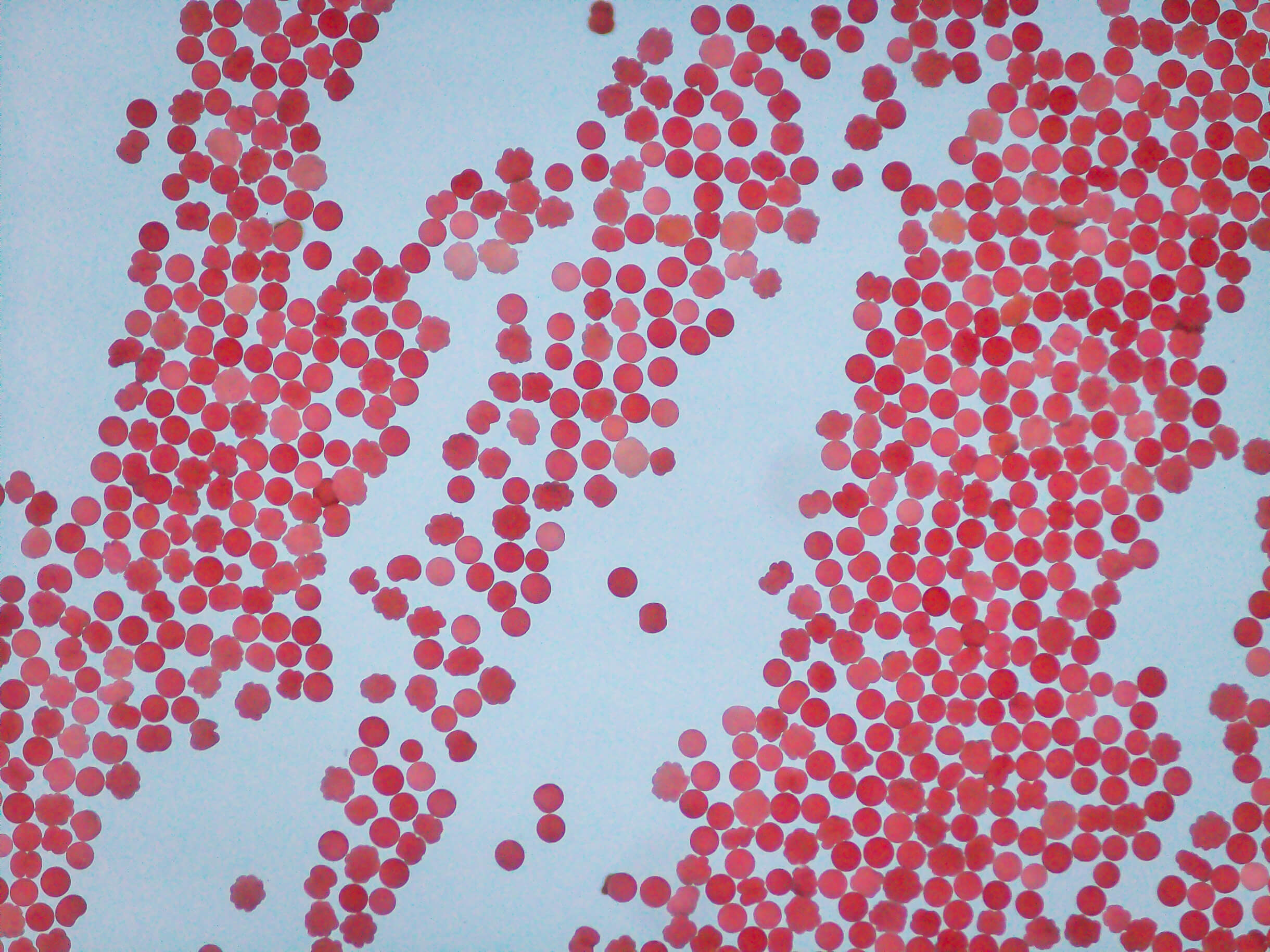 Cultural Safety in Bio-banking
