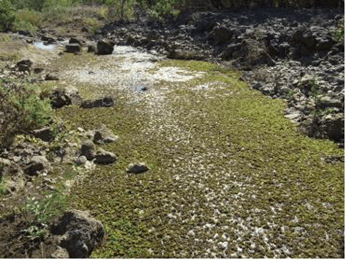 Reducing Impacts on the Laura River