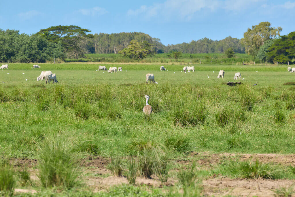 Australian Bustard (Ardeotis australis), also known as the Plains Turkey.